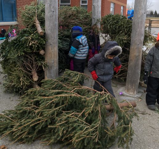 Post’s Corners PS utilizes donated natural trees from the holidays