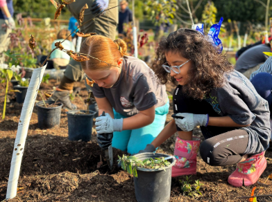Two HDSB Students wearing gloves work together to plant seedlings in soil during an outdoor gardening activity